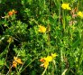Common Bird's-foot-trefoil