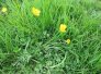 Creeping Buttercup