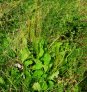 Greater Plantain