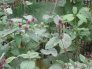 Lesser Burdock