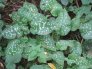 Lungwort leaves