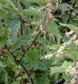 Common, or Stinging, Nettle