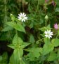 Water Chickweed