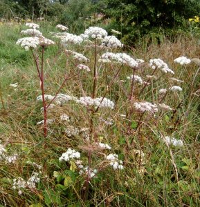 Wild Angelica