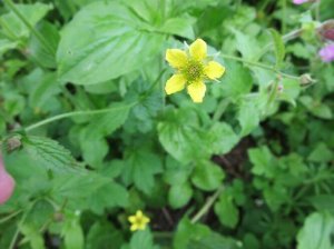 Wood Avens