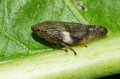 Alder Spittlebug