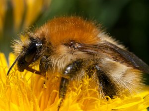 Common carder bee