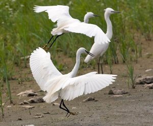 Little Egret