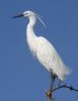 Little Egret 