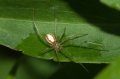 Candy-stripe Spider or Comb-footed Spider Enoplognatha ovata 